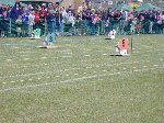 The main sports event of the year! Sheep racing! in Sherborne.